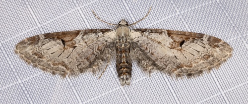 iNaturalist observation photo of Eupithecia nevadata