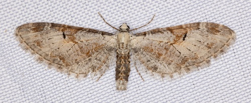 iNaturalist observation photo of Eupithecia nevadata