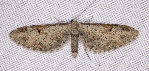 iNaturalist observation photo of Eupithecia nevadata