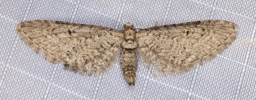 iNaturalist observation photo of Pug Moths