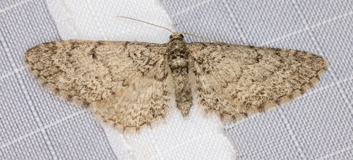 iNaturalist observation photo of Larch Pug Moth