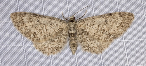 iNaturalist observation photo of Larch Pug Moth