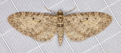 iNaturalist observation photo of Pug Moths