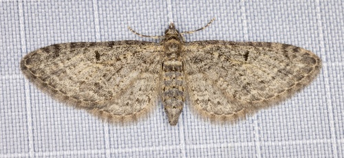 iNaturalist observation photo of Pug Moths