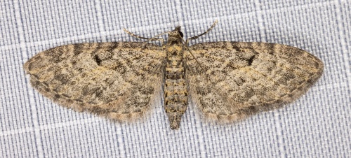 iNaturalist observation photo of Pug Moths