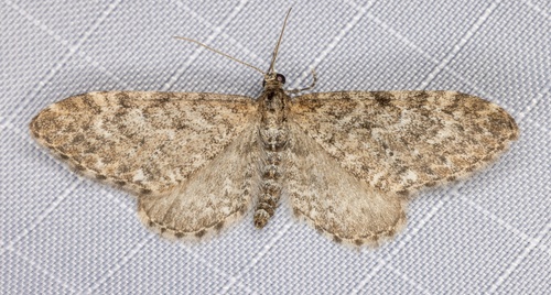 iNaturalist observation photo of Pug Moths