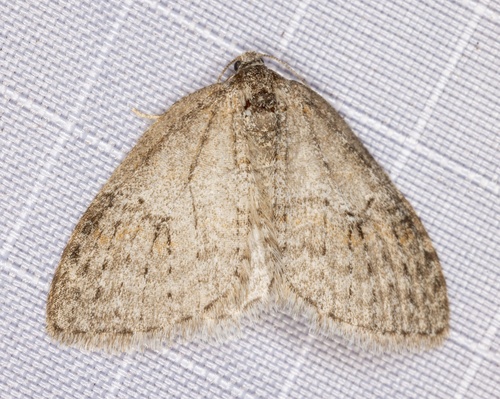 iNaturalist observation photo of Nomenia duodecemlineata