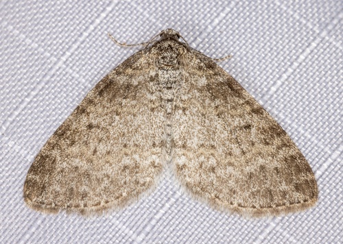 iNaturalist observation photo of Powdered Bigwing Moth