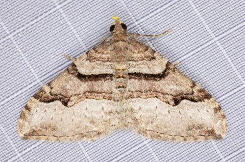 iNaturalist observation photo of Xanthorhoe defensaria