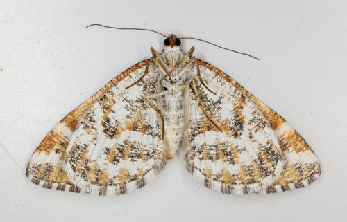 iNaturalist observation photo of Stamnodes marmorata