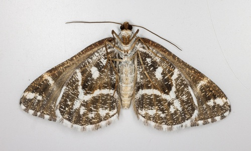 iNaturalist observation photo of Stamnodes marmorata