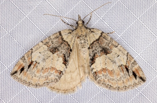 iNaturalist observation photo of Hydriomena nevadae