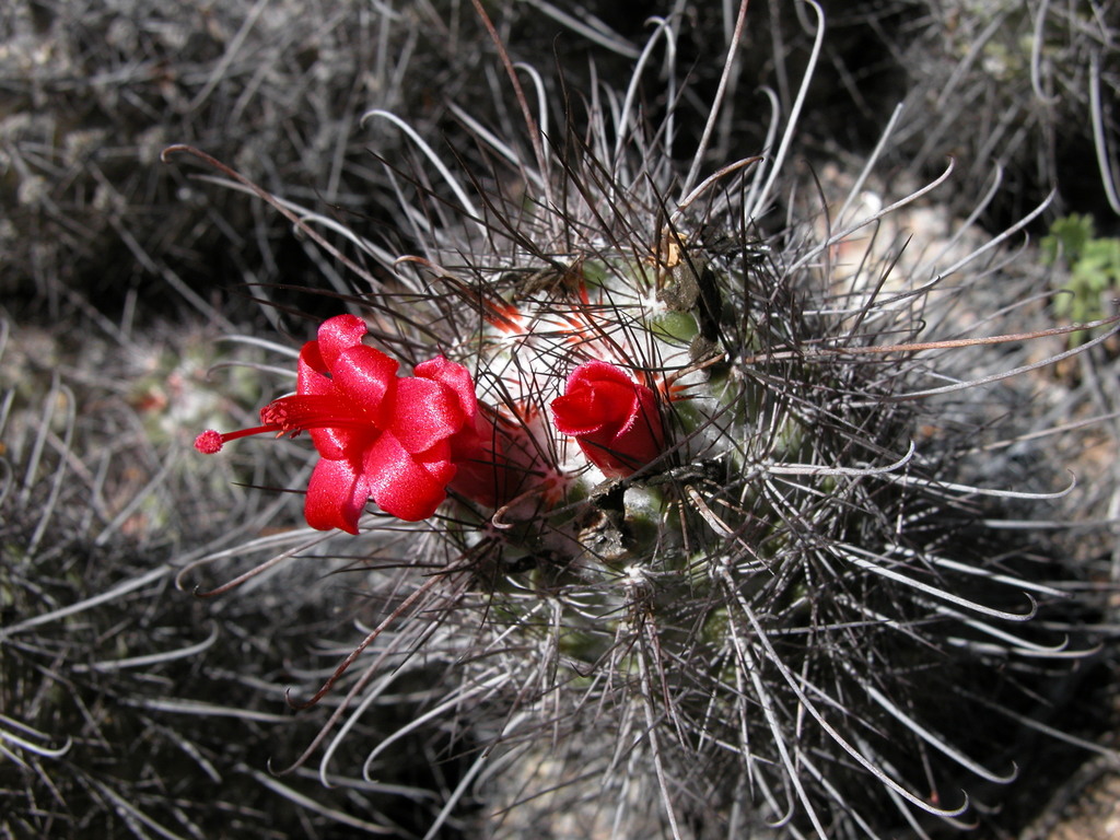 Mammillaria pondii  iNaturalist