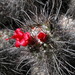 Mammillaria pondii maritima - Photo (c) GERALD GREEN, todos los derechos reservados, subido por GERALD GREEN