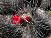Mammillaria pondii maritima - Photo (c) GERALD GREEN, all rights reserved, uploaded by GERALD GREEN