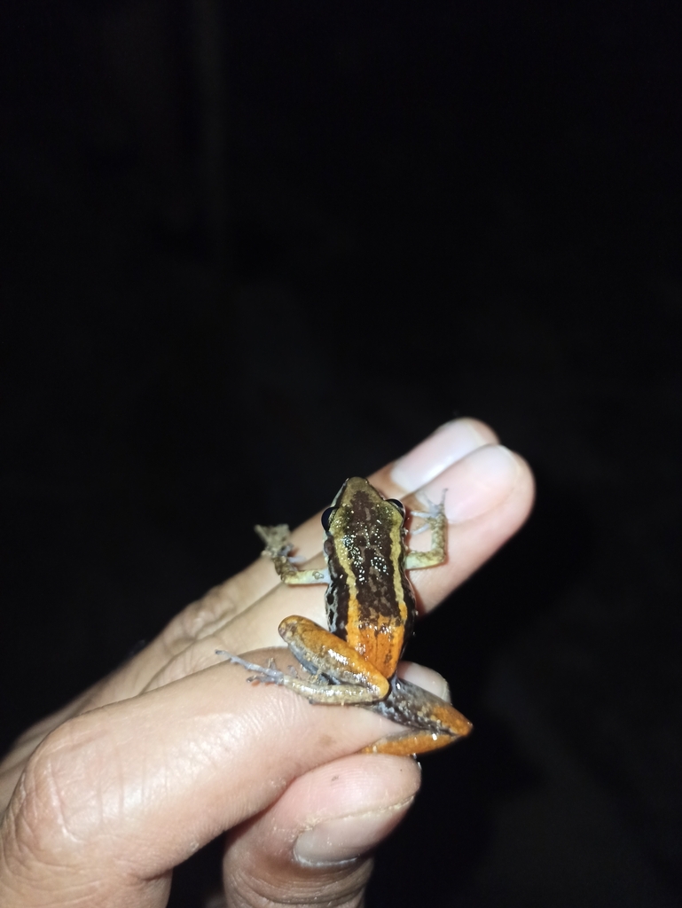 Eleutherodactylus weinlandi from Samaná, 32000, República Dominicana on