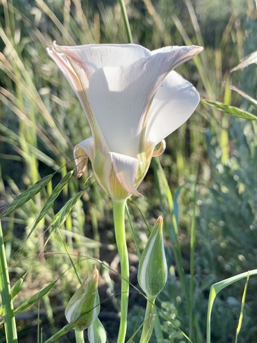 Sego Lily