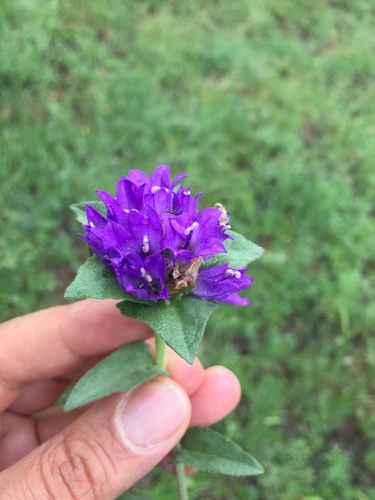 Omwindselklokje (Campanula involucrata)