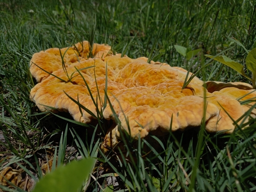 chicken of the woods