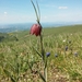 Fritillaria montana - Photo 由 Daniela Bombonati 所上傳的 (c) Daniela Bombonati，保留所有權利