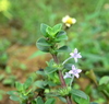 Jointed Buttonweed - Photo (c) Aniruddha Singhamahapatra, all rights reserved, uploaded by Aniruddha Singhamahapatra