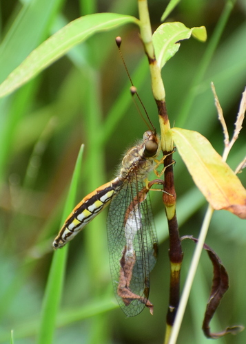 Ascalaphus dicax