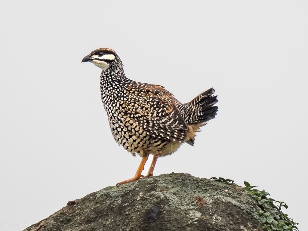 Chinese Francolin (Francolinus pintadeanus) photo