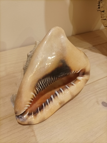 King Helmet Snail