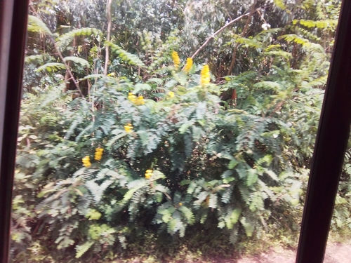 Peanut-Butter Cassia