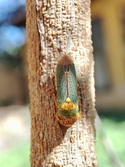 Oncometopia clarior image