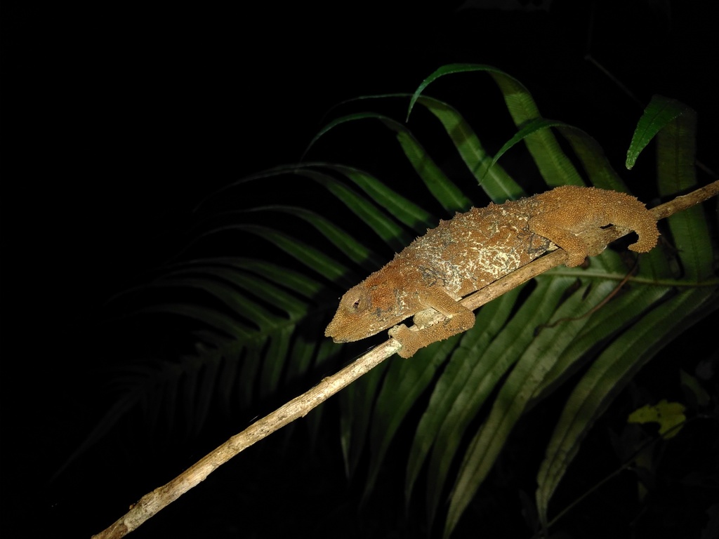 ニッタンプロフ確認 Chameleons of Africa ニッタンプロフ確認