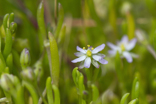 Spergularia canadensis var. canadensis