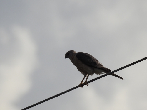 Shikra
