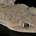 Gekko japonicus - Photo (c) Kim, Hyun-tae, όλα τα δικαιώματα διατηρούνται, uploaded by Kim, Hyun-tae