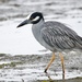 Yellow-crowned Night-Heron - Photo (c) Dimitris S, all rights reserved, uploaded by Dimitris S