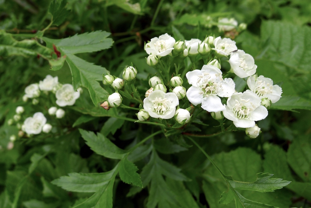 Crataegus pinnatifida (Crataegus pinnatifida)