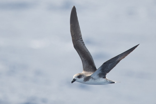 Desertas Petrel