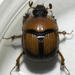 Bruner's Earth-boring Scarab Beetle - Photo (c) Noah McCrary, all rights reserved, uploaded by Noah McCrary