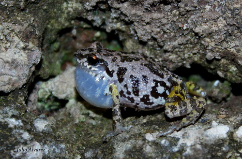 Peters' Shiny Peeping Frog