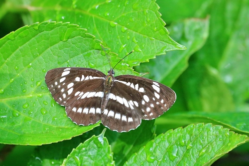 Subspecies Neptis pryeri hamadai · iNaturalist