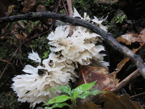 White Fan Fungus