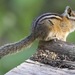 Yellow-pine Chipmunk - Photo (c) Rand Rudland, all rights reserved, uploaded by Rand Rudland