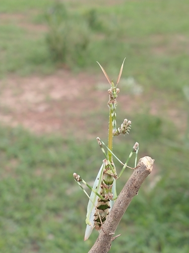 Empusa guttula