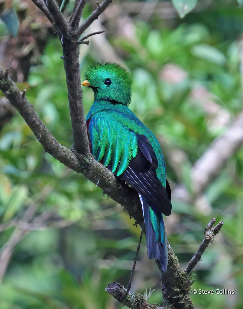 Resplendent Quetzal (Pharomachrus mocinno) · iNaturalist