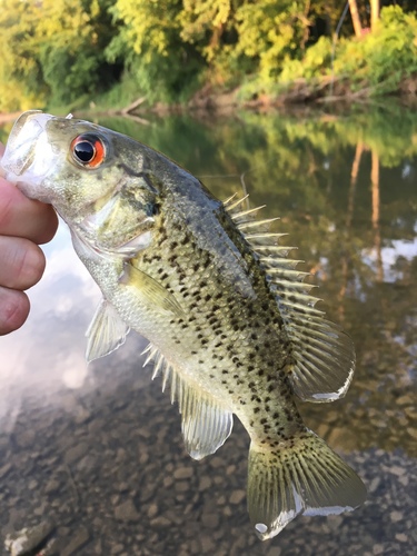 Ozark Bass