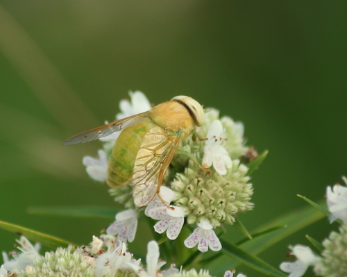 Green Horse Fly photo 4