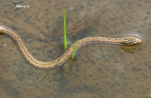 Frog-eating Rat Snake