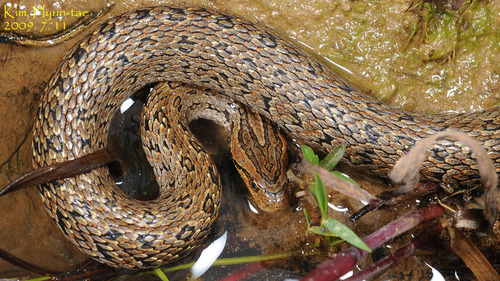 Frog-eating Rat Snake