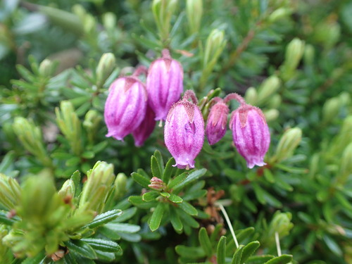Blue Mountain-heath