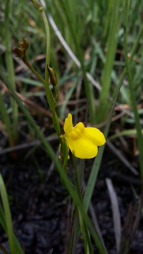 Utricularia prehensilis